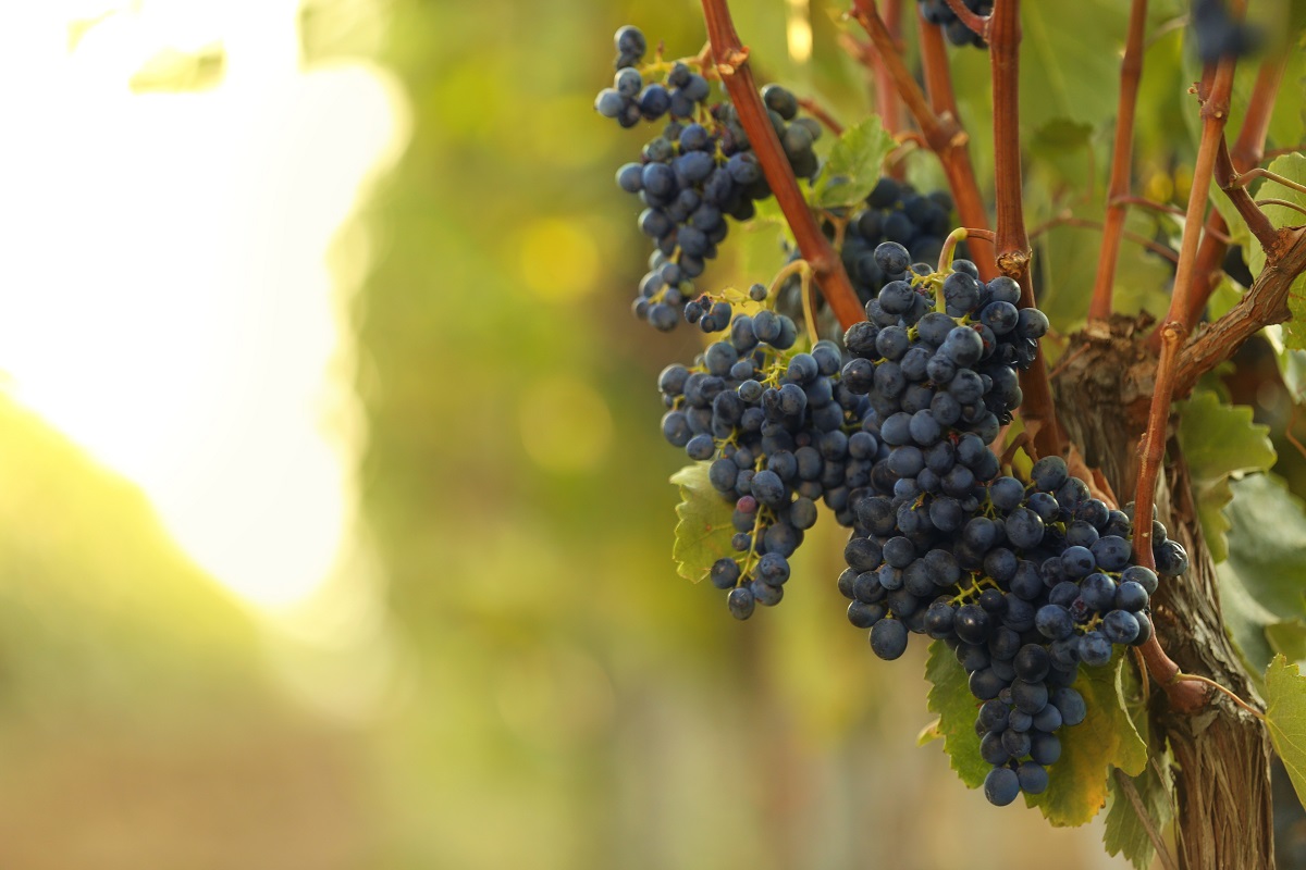 Viticulture